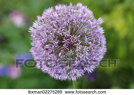 Stock Photo - "Flowering onion (Allium aflatunense), garden plant, Bavaria, Germany, Europe". Fotosearch