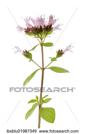 Flowering Oregano (Origanum vulgare) View Large Photo Image Stock Photo - Flowering Oregano (Origanum vulgare). Fotosearch