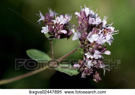 Flowering Oregano (Origanum vulgare) View Large Photo Image Stock Photography - Flowering Oregano (Origanum vulgare). Fotosearch