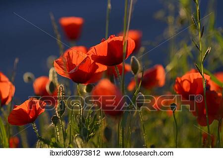 "Flowering Poppies (Papaver rhoeas), North Rhine-Westphalia, Germany, Europe" View Large Photo Image Stock Image - "Flowering Poppies (Papaver rhoeas), North Rhine-Westphalia, Germany, Europe". Fotosearch