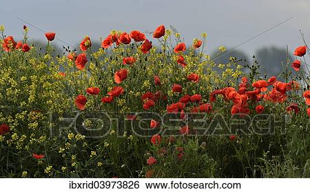 "Flowering Poppies (Papaver rhoeas), North Rhine-Westphalia, Germany, Europe" View Large Photo Image Stock Photograph - "Flowering Poppies (Papaver rhoeas), North Rhine-Westphalia, Germany, Europe". Fotosearch