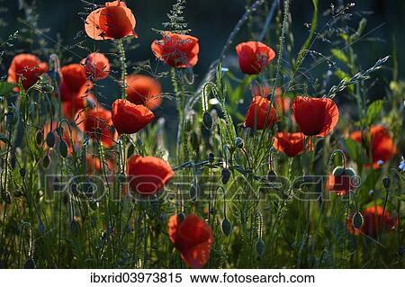 "Flowering Poppies (Papaver rhoeas), North Rhine-Westphalia, Germany, Europe" View Large Photo Image Stock Photography - "Flowering Poppies (Papaver rhoeas), North Rhine-Westphalia, Germany, Europe". Fotosearch