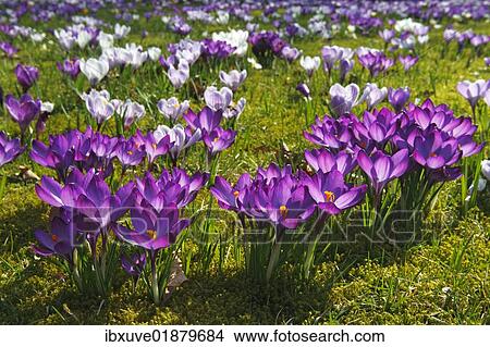Flowering purple and white Crocuses (Crocus vernus hybrids) on a crocus meadow in spring View Large Photo Image Picture - Flowering purple and white Crocuses (Crocus vernus hybrids) on a crocus meadow in spring. Fotosearch