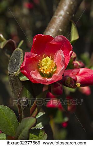 Flowering Quince (Chaenomeles superba) View Large Photo Image Stock Photo - Flowering Quince (Chaenomeles superba). Fotosearch
