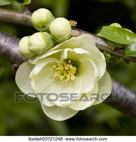 "Flowering Quince (Chaenomeles x superba), flower and buds, Germany, Europe" View Large Photo Image Stock Photo - "Flowering Quince (Chaenomeles x superba), flower and buds, Germany, Europe". Fotosearch