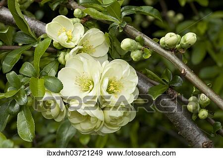 "Flowering Quince (Chaenomeles x superba), flowers and buds, Germany, Europe" View Large Photo Image Stock Photo - "Flowering Quince (Chaenomeles x superba), flowers and buds, Germany, Europe". Fotosearch