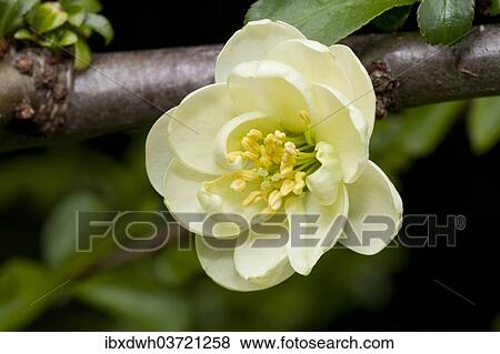 Stock Photo - "Flowering Quince (Chaenomeles x superba), flower, Germany, Europe". Fotosearch