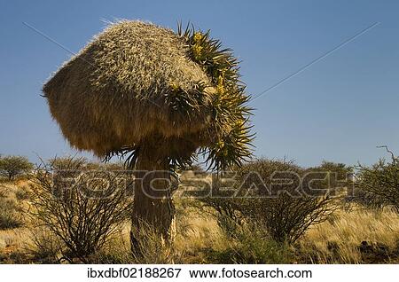 Stock Photo - "Flowering Quiver Tree or Kokerboom (Aloe dichotoma) with a weaver's nest, Kenhardt, Northern Cape, South Africa, Africa". Fotosearch