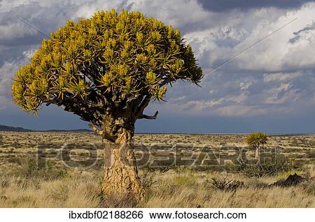 "Flowering Quiver Tree or Kokerboom (Aloe dichotoma), Kenhardt, Northern Cape, South Africa, Africa" View Large Photo Image Stock Photograph - "Flowering Quiver Tree or Kokerboom (Aloe dichotoma), Kenhardt, Northern Cape, South Africa, Africa". Fotosearch