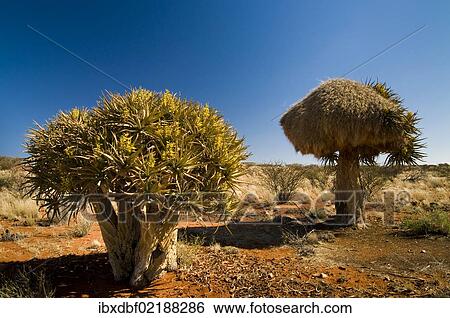 Stock Photograph - "Flowering Quiver Tree or Kokerboom (Aloe dichotoma) with a weaver's nest, Northern Cape, South Africa, Africa". Fotosearch