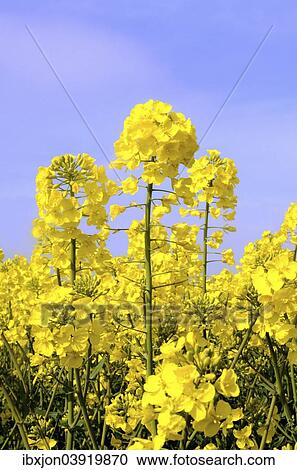 Stock Image - "Flowering Rapeseed (Brassica napus), Sweden, Europe". Fotosearch