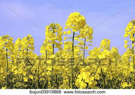 "Flowering Rapeseed (Brassica napus), Sweden, Europe" View Large Photo Image Stock Photo - "Flowering Rapeseed (Brassica napus), Sweden, Europe". Fotosearch