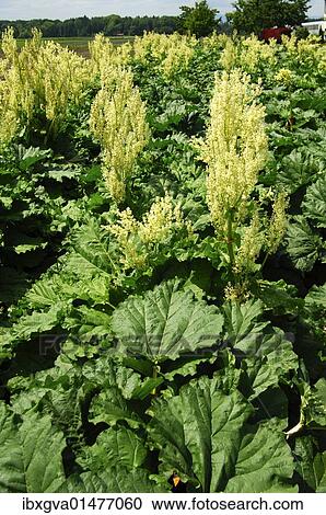 Flowering Rhubarb (Rheum rhabarbarum) View Large Photo Image Stock Image - Flowering Rhubarb (Rheum rhabarbarum). Fotosearch