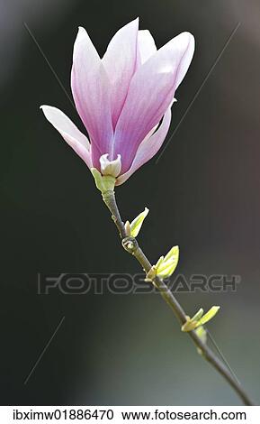 Flowering saucer magnolia (Magnolia x soulangeana) Amabilis cultivar View Large Photo Image Stock Image - Flowering saucer magnolia (Magnolia x soulangeana) Amabilis cultivar. Fotosearch