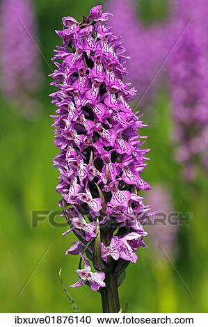 "Flowering Southern Marsh Orchid or Leopard Marsh Orchid (Dactylorhiza praetermissa var. junialis), orchids growing in a marsh area, rare protected plant" View Large Photo Image Stock Image - "Flowering Southern Marsh Orchid or Leopard Marsh Orchid (Dactylorhiza praetermissa var. junialis), orchids growing in a marsh area, rare protected plant". Fotosearch