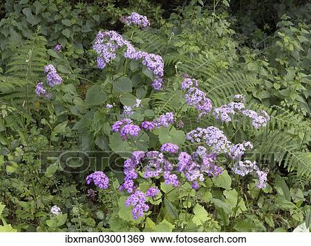 "Flowering Steetz' Cinerarie (Pericallis steetzii) in green vegetation, endemic to La Gomera, La Gomera, Canary Islands, Spain, Europe, La Gomera, Hermigua, Canary Islands, Spain, Europe" View Large Photo Image Stock Photo - "Flowering Steetz' Cinerarie (Pericallis steetzii) in green vegetation, endemic to La Gomera, La Gomera, Canary Islands, Spain, Europe, La Gomera, Hermigua, Canary Islands, Spain, Europe". Fotosearch