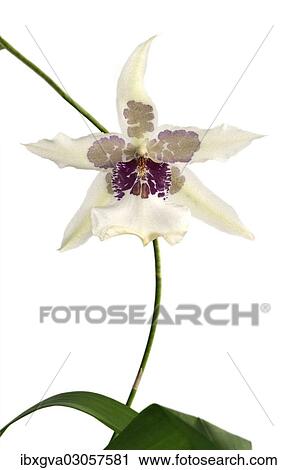 Stock Image - Flowering Tahoma Glacier Beallara hybrid orchid. Fotosearch