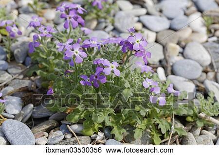 "Flowering Three-horned Stock (Matthiola tricuspidata), Dilek National Park, Kusadasi, Aydin province, Aegean region, Turkey, Asia" View Large Photo Image Stock Photograph - "Flowering Three-horned Stock (Matthiola tricuspidata), Dilek National Park, Kusadasi, Aydin province, Aegean region, Turkey, Asia". Fotosearch