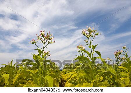 "Flowering Tobacco Plants or Cultivated Tobacco (Nicotiana tabacum), Southern Palatinate, Rhineland-Palatinate, Germany, Europe" View Large Photo Image Stock Photography - "Flowering Tobacco Plants or Cultivated Tobacco (Nicotiana tabacum), Southern Palatinate, Rhineland-Palatinate, Germany, Europe". Fotosearch