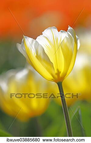 "Flowering Tulip (Tulipa fosteriana 'Sweetheart'), white and yellow Fosteriana tulip variety """"Sweetheart""""" View Large Photo Image Stock Image - "Flowering Tulip (Tulipa fosteriana 'Sweetheart'), white and yellow Fosteriana tulip variety """"Sweetheart""""". Fotosearch