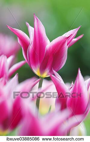 "Flowering Tulips (Tulipa 'Maytime'), lily flowered tulip variety """"Maytime""""" View Large Photo Image Stock Photograph - "Flowering Tulips (Tulipa 'Maytime'), lily flowered tulip variety """"Maytime""""". Fotosearch