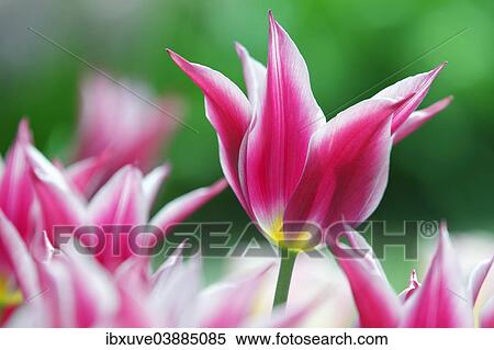 Stock Photography - "Flowering Tulips (Tulipa 'Maytime'), lily flowered tulip variety """"Maytime""""". Fotosearch