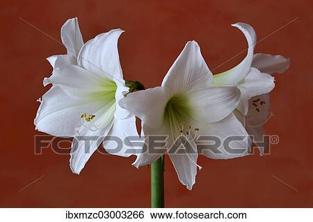 Stock Photograph - "Flowering white Amaryllis (Hippeastrum) in a vase against an orange wall, Eckenhaid, Eckental, Middle Franconia, Bavaria, Germany, Europe". Fotosearch