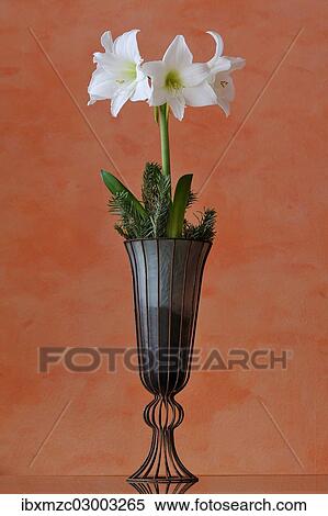 "Flowering white Amaryllis (Hippeastrum) in a vase against an orange wall, Eckenhaid, Eckental, Middle Franconia, Bavaria, Germany, Europe" View Large Photo Image Stock Photography - "Flowering white Amaryllis (Hippeastrum) in a vase against an orange wall, Eckenhaid, Eckental, Middle Franconia, Bavaria, Germany, Europe". Fotosearch
