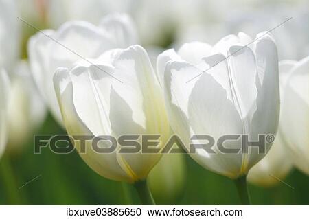 "Flowering white Tulips (Tulipa 'Hakuun'), Darwin hybrid tulip variety """"Hakuun""""" View Large Photo Image Stock Image - "Flowering white Tulips (Tulipa 'Hakuun'), Darwin hybrid tulip variety """"Hakuun""""". Fotosearch