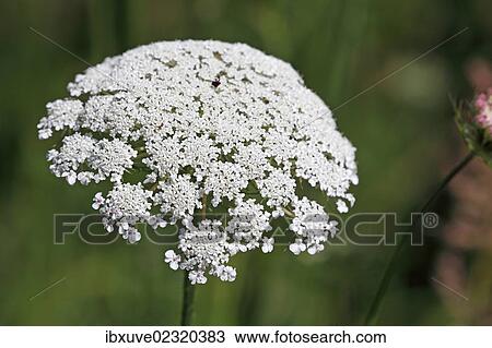 Stock Image - "Flowering Wild Carrot (Daucus carota ssp. carota), umbel flower head, inflorescence". Fotosearch