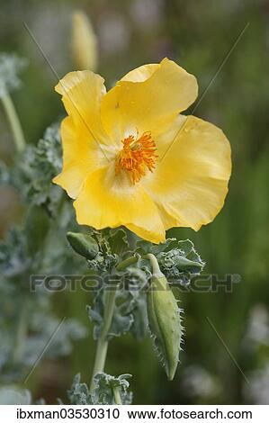 "Flowering Yellow Horned Poppy (Glaucium flavum), Dilek National Park, Kusadasi, Aydin province, Aegean region, Turkey, Asia" View Large Photo Image Stock Image - "Flowering Yellow Horned Poppy (Glaucium flavum), Dilek National Park, Kusadasi, Aydin province, Aegean region, Turkey, Asia". Fotosearch