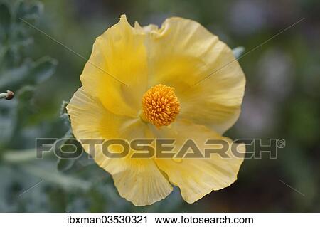 "Flowering Yellow Horned Poppy (Glaucium flavum), Dilek National Park, Kusadasi, Aydin province, Aegean region, Turkey, Asia" View Large Photo Image Stock Image - "Flowering Yellow Horned Poppy (Glaucium flavum), Dilek National Park, Kusadasi, Aydin province, Aegean region, Turkey, Asia". Fotosearch