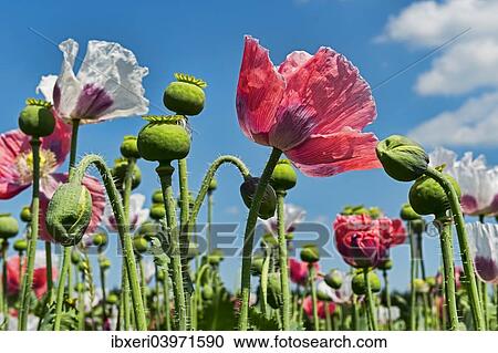 "Flowers and flower buds, Opium Poppy (Papaver somniferum)" View Large Photo Image Stock Image - "Flowers and flower buds, Opium Poppy (Papaver somniferum)". Fotosearch