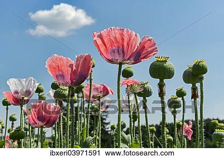 "Flowers and flower buds, Opium Poppy (Papaver somniferum)" View Large Photo Image Stock Image - "Flowers and flower buds, Opium Poppy (Papaver somniferum)". Fotosearch