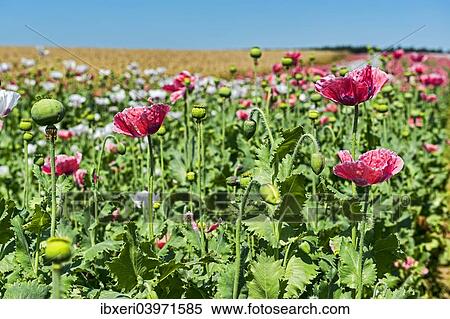 "Flowers and flower buds, Opium Poppy (Papaver somniferum)" View Large Photo Image Stock Photography - "Flowers and flower buds, Opium Poppy (Papaver somniferum)". Fotosearch
