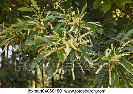 "Flowers and leaves, sweet chestnut (Castanea sativa), Burgenland, Austria, Europe" View Large Photo Image Stock Image - "Flowers and leaves, sweet chestnut (Castanea sativa), Burgenland, Austria, Europe". Fotosearch