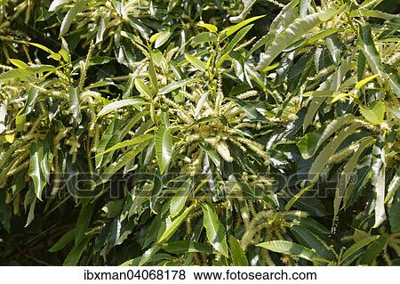 Stock Photo - "Flowers and leaves, sweet chestnut (Castanea sativa), Burgenland, Austria, Europe". Fotosearch