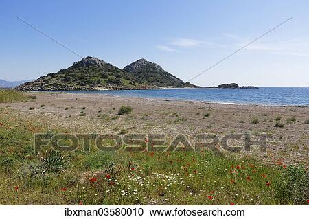 "Flowers at Gebekum beach, Datca, Datca Peninsula, Mugla Province, Aegean, Turkey, Asia" View Large Photo Image Stock Image - "Flowers at Gebekum beach, Datca, Datca Peninsula, Mugla Province, Aegean, Turkey, Asia". Fotosearch