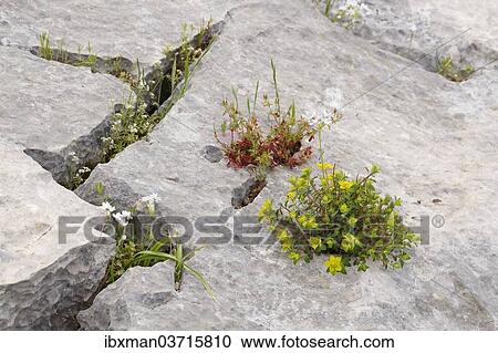 "Flowers growing in crevices, Oludeniz, Mugla Province, Aegean region, Turkey, Asia" View Large Photo Image Stock Image - "Flowers growing in crevices, Oludeniz, Mugla Province, Aegean region, Turkey, Asia". Fotosearch