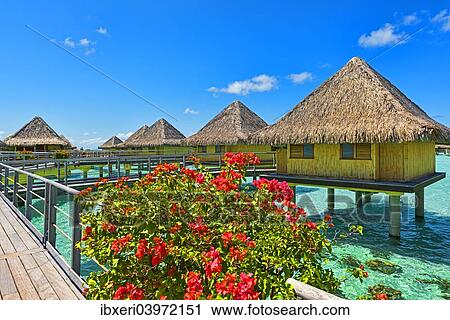 "Flowers in full bloom at the overwater bungalows, Bora Bora, French Polynesia, South Pacific, Oceania" View Large Photo Image Stock Image - "Flowers in full bloom at the overwater bungalows, Bora Bora, French Polynesia, South Pacific, Oceania". Fotosearch