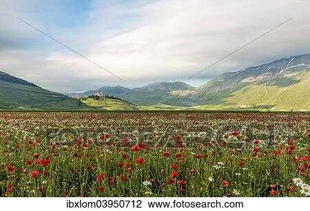"Flowers in the fields and the town of Castelluccio di Norcia at the back, Piano Grande, Monti Sibillini National Park, Umbria, Italy, Europe" View Large Photo Image Stock Image - "Flowers in the fields and the town of Castelluccio di Norcia at the back, Piano Grande, Monti Sibillini National Park, Umbria, Italy, Europe". Fotosearch