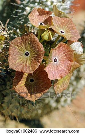 Stock Photograph - "Flowers of Hoodia juttae, Succulent nursery Vanrhynsdorp, Western Cape, South Africa, Africa". Fotosearch
