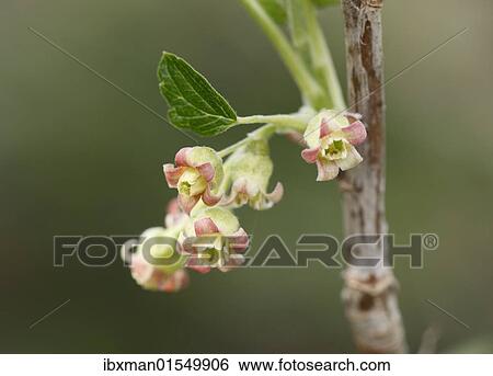 Flowers of the black currant (Ribes nigrum) View Large Photo Image Stock Photograph - Flowers of the black currant (Ribes nigrum). Fotosearch