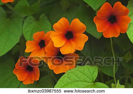 Flowers of the Black-eyed Susan (Thunbergia alata) View Large Photo Image Stock Photography - Flowers of the Black-eyed Susan (Thunbergia alata). Fotosearch