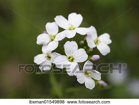 "Flowers of the Cuckoo Flower or Lady's Smock (Cardamine pratensis), medicinal plant" View Large Photo Image Stock Photo - "Flowers of the Cuckoo Flower or Lady's Smock (Cardamine pratensis), medicinal plant". Fotosearch