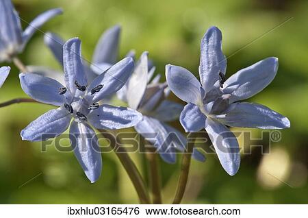 Stock Photograph - "Flowers of Two-leaf Squill or Alpine Squill (Scilla bifolia), Leinzell, Leintal, Baden-Wurttemberg, Germany, Europe". Fotosearch