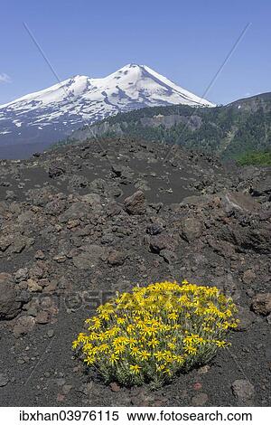 "Flowers on a lava field and Llaima volcano, Conguillio National Park, Melipeuco, Araucania Region, Chile, South America" View Large Photo Image Stock Photography - "Flowers on a lava field and Llaima volcano, Conguillio National Park, Melipeuco, Araucania Region, Chile, South America". Fotosearch