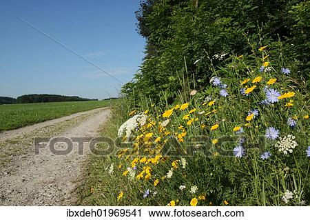 Stock Image - "Flowers on the roadside, Golden Marguerite or Yellow Chamomile (Anthemis tinctoria), White Yarrow (Achillea millefolium), blue Chicory (Cichorium intybus), Allgaeu, Bavaria, Germany, Europe". Fotosearch