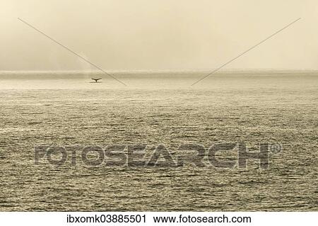 Stock Image - "Fluke, Humpback Whale (Megaptera novaeangliae), plunging, Barents Sea, Nordaustland, Svalbard Archipelago, Svalbard and Jan Mayen, Norway, Europe". Fotosearch