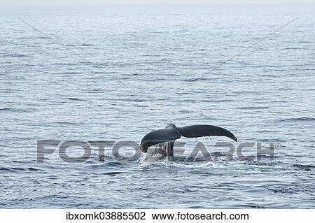 "Fluke, Humpback Whale (Megaptera novaeangliae), plunging, Barents Sea, Nordaustland, Svalbard Archipelago, Svalbard and Jan Mayen, Norway, Europe" View Large Photo Image Stock Image - "Fluke, Humpback Whale (Megaptera novaeangliae), plunging, Barents Sea, Nordaustland, Svalbard Archipelago, Svalbard and Jan Mayen, Norway, Europe". Fotosearch